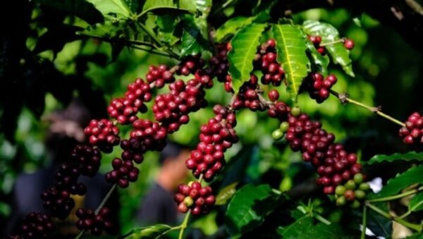 Cà Phê Robusta Là Gì? Được Trồng Ở Đâu Tại Việt Nam Và Cách Phân Biệt