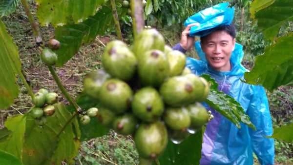 Đồn điền cà phê Robusta của anh Nguyễn Tới – Future Coffee Farm