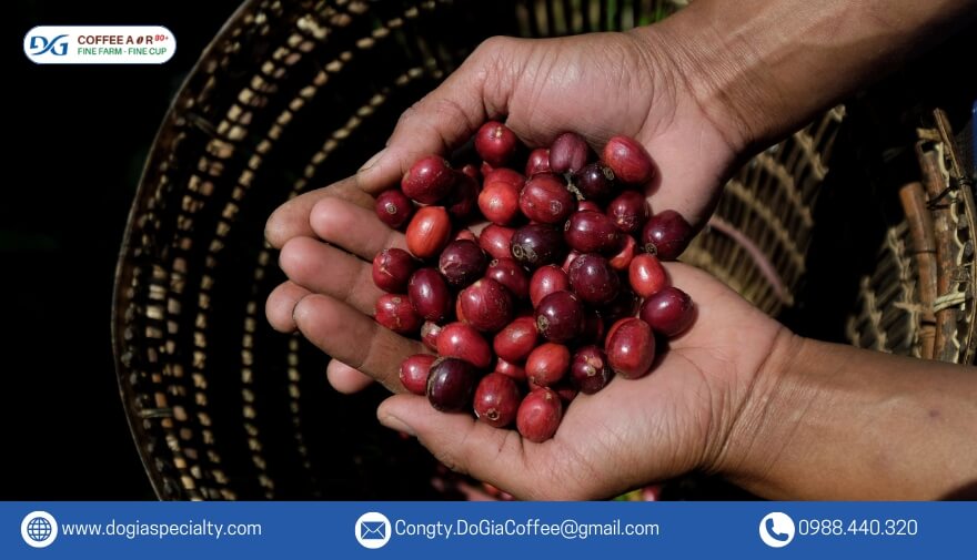 Fine Robusta có hương vị mạnh mẽ, cân bằng giữa vị đắng, ngọt và béo