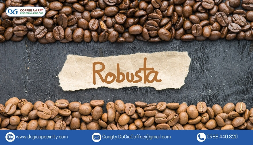 Robusta là giống cây cà phê có nguồn gốc từ Trung Phi và là giống cây chủ lực trong ngành cà phê Việt Nam.