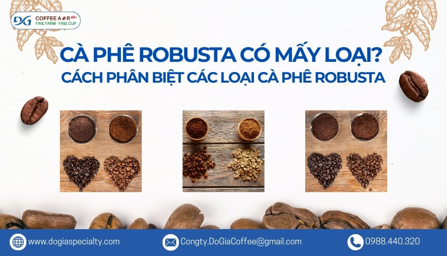 Cà Phê Robusta Có Mấy Loại? Cách Phân Biệt Các Loại Cà Phê Robusta Chuẩn Nhất | Đỗ Gia Specialty