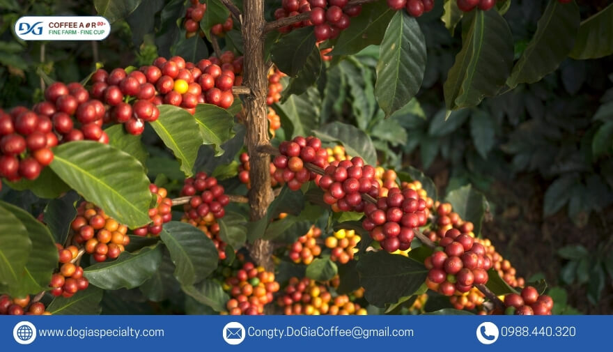 Cây cà phê thường có dạng cây bụi nhỏ, có đặc điểm là hệ thống rễ nông nhưng có sức sống vượt trội
