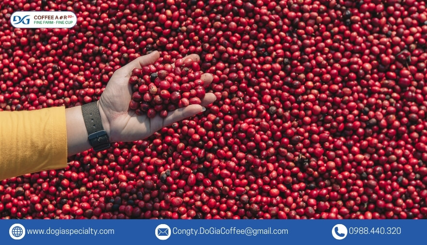 Cà phê Robusta là một loại cây hoặc bụi có thân cây chắc chắn và khả năng kháng bệnh tốt