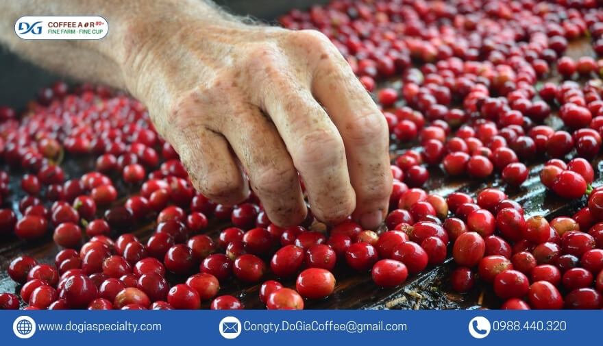 Hạt cà phê Robusta có tên khoa học là Coffea Canephora