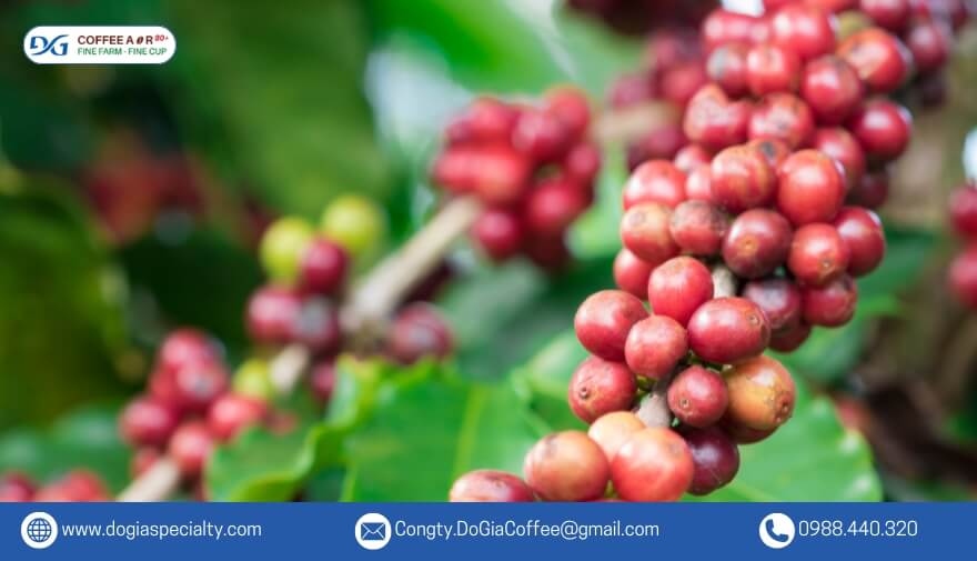 Ngoài tầm quan trọng quốc gia, cà phê Robusta Long Khánh, viên ngọc quý của tỉnh Đồng Nai, còn tự hào với những đặc tính độc đáo.
