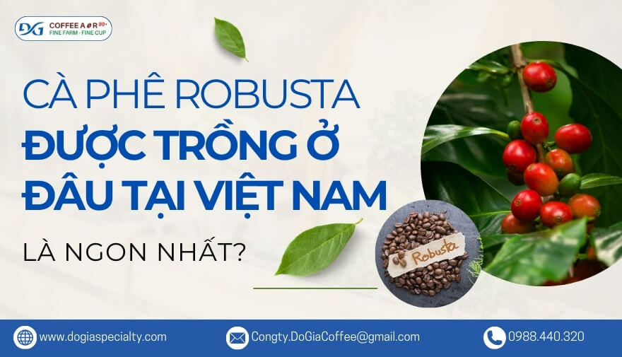 Cà Phê Robusta Được Trồng Ở Đâu Tại Việt Nam Là Ngon Nhất? Giá Cả Thế Nào? | Đỗ Gia Specialty