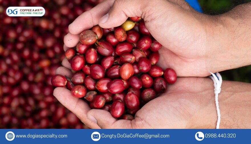 Cà phê có hương vị hấp dẫn cùng khả năng giúp tinh thần tỉnh táo, tập trung