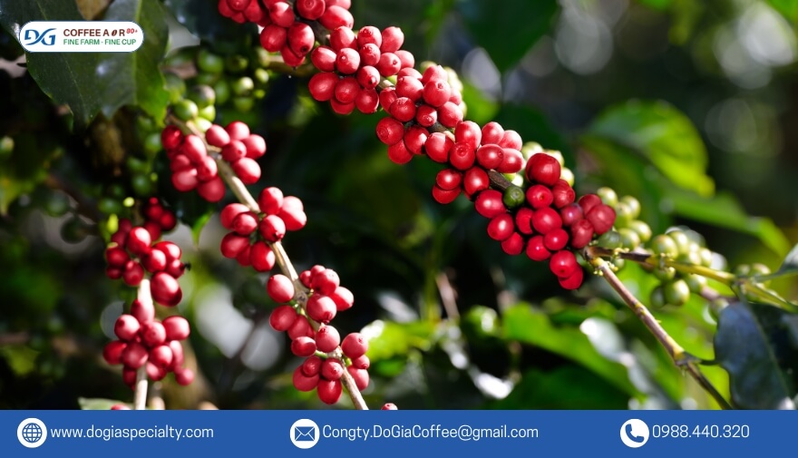 Fine Robusta nổi bật hơn hẳn so với Robusta thông thường ở chất lượng, quy trình sản xuất và hương vị