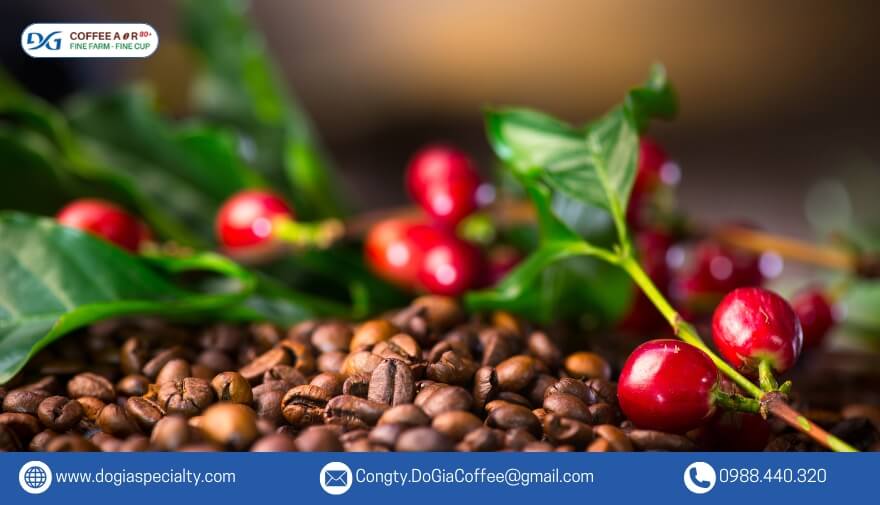 Fine Robusta chứa lượng chất chống oxy hóa cao, giúp bảo vệ cơ thể khỏi các gốc tự do, hỗ trợ chống lão hóa và tăng cường hệ miễn dịch