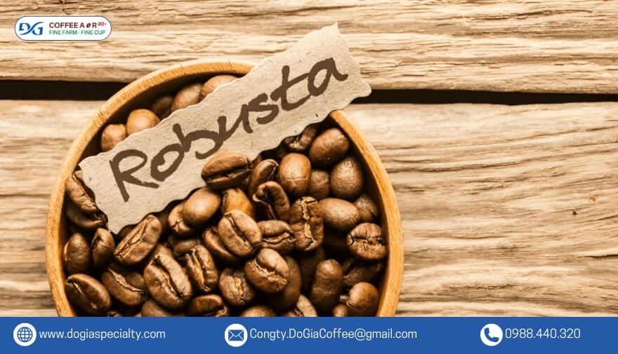 Điểm nổi bật là hàm lượng caffeine có trong cà phê Robusta cao, chiếm khoảng 2 – 4%.