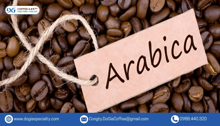 Cà phê Arabica còn được gọi là cà phê chè bởi đặc điểm thân thấp và lá nhỏ