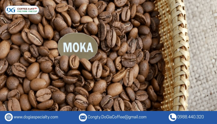 Cà phê Moka chỉ có thể trồng và sinh trưởng ở độ cao trên 1500m