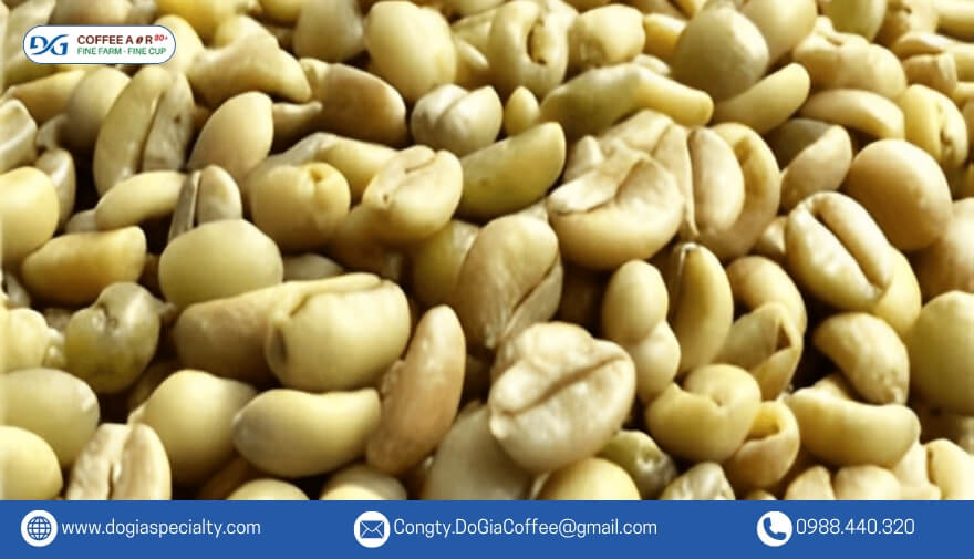 Cherry lại là loại cà phê sinh trưởng rất khoẻ, chịu được hạn, dễ chăm sóc.
