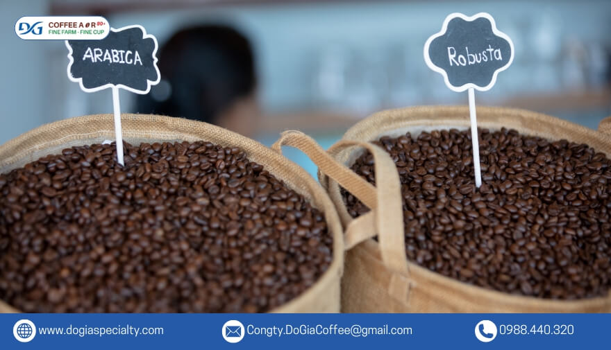 Cà phê Arabica và Robusta được trồng phổ biến nhất tại Việt Nam.